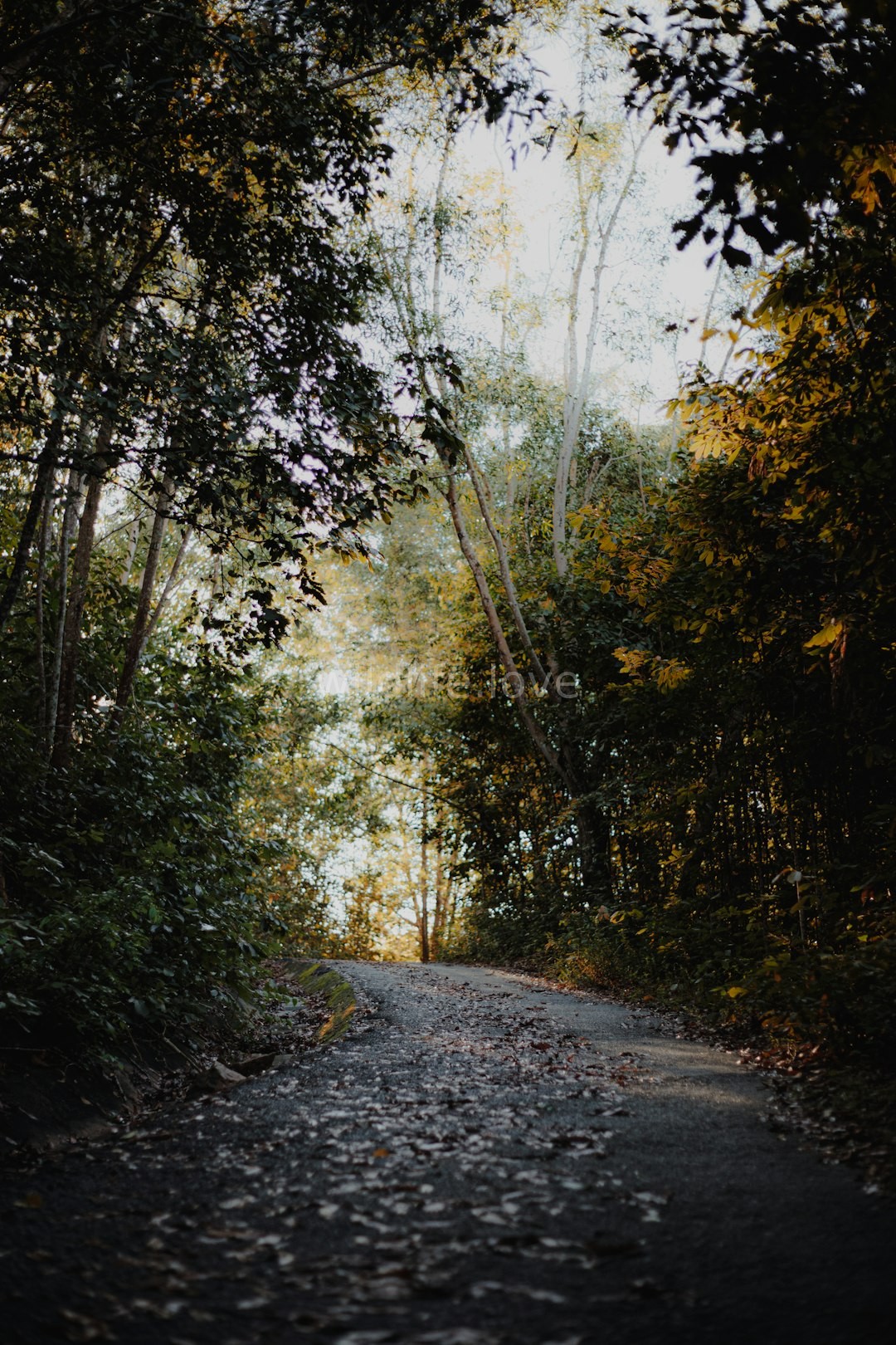 Nature Background