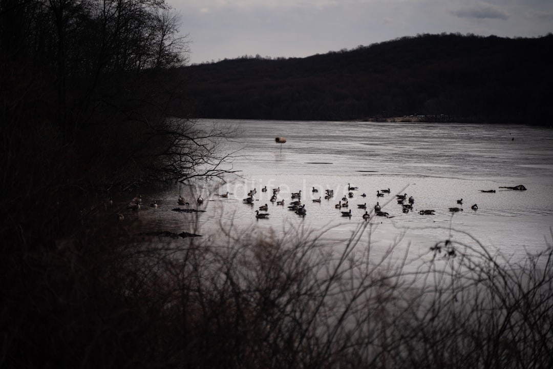 Habitat Management