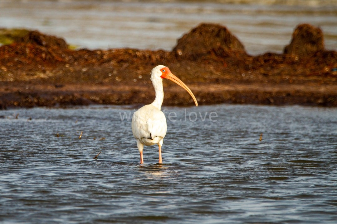 Wildlife Landscape