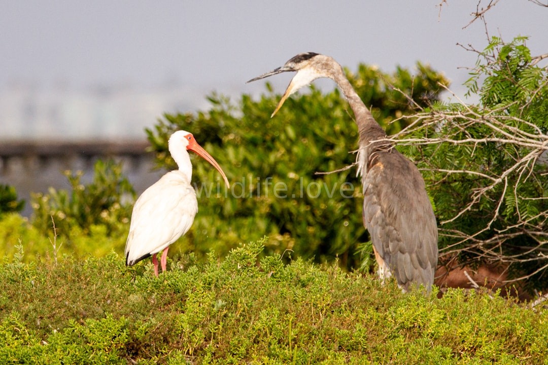 Wildlife Moment 4