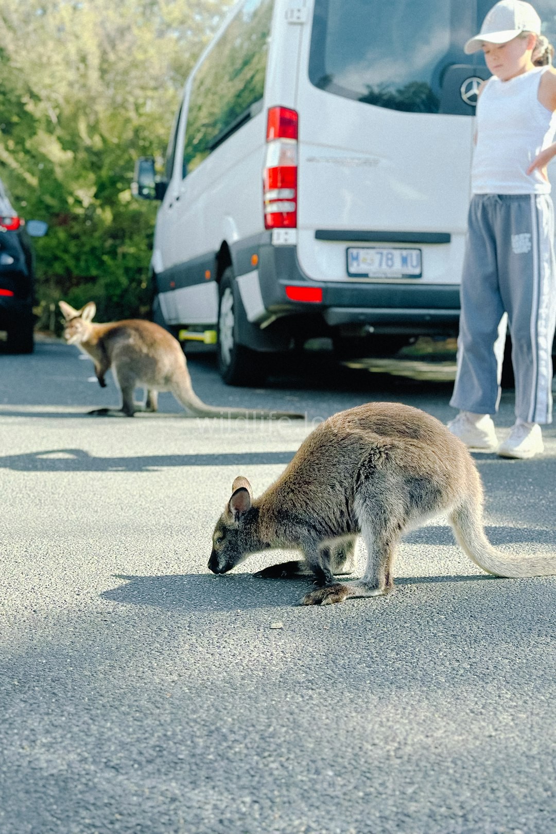 Animal Relocation